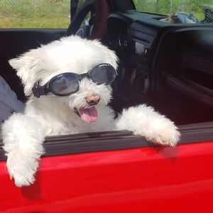 Meet your Posher, Pat